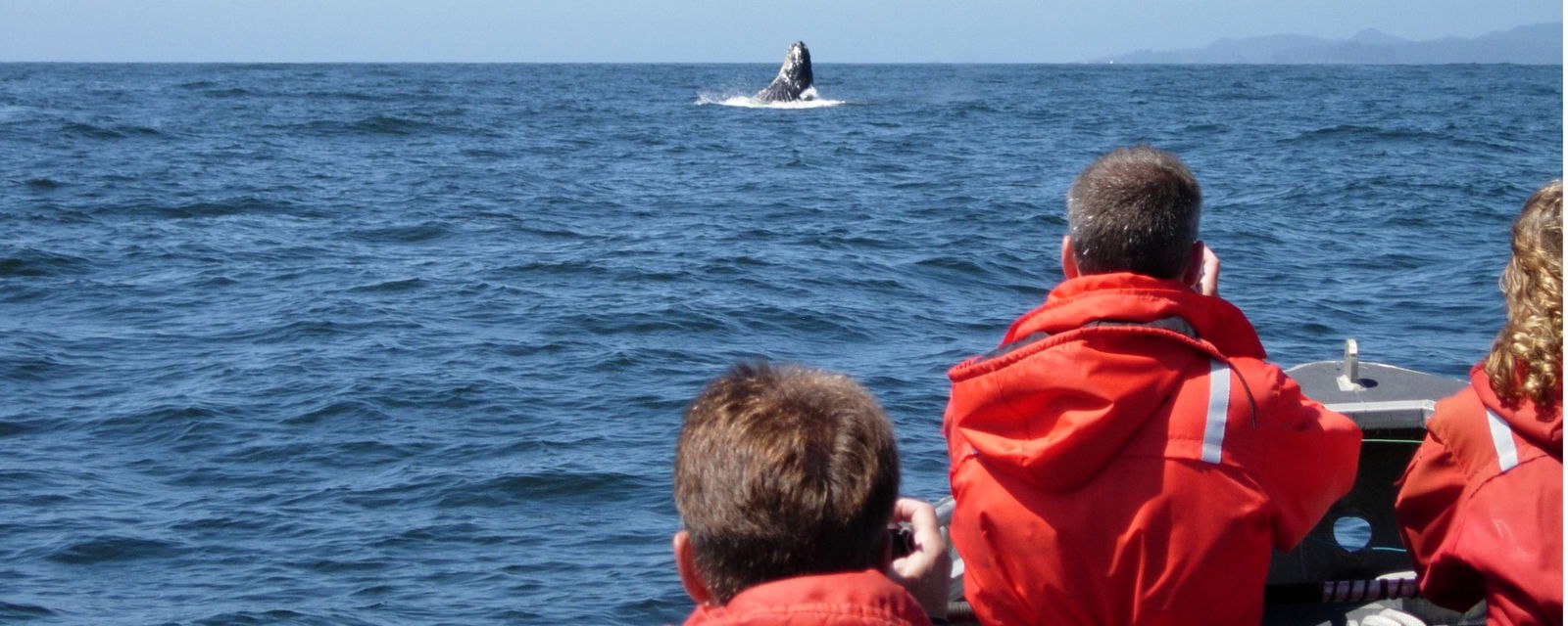 Whale Watching